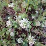 Trifolium nigrescens flower picture by Vergari Giuseppe (cc-by-sa)