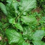 Solanum mauritianum leaf picture by pratiwir pratiwir (cc-by-sa)