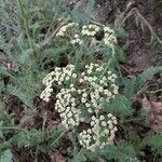 Achillea crithmifolia flower picture by Alain Louis (cc-by-sa)