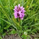 Dactylorhiza praetermissa flower picture by Jason Fiant (cc-by-sa)