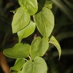 Jatropha stevensii leaf picture by Nelson Zamora Villalobos (cc-by-nc)