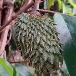 Annona muricata fruit picture by dominici canela osvaldodom (cc-by-sa)