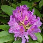 Rhododendron ponticum flower picture by Gilles Smedts (cc-by-sa)