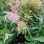 Filipendula rubra flower picture by Herrera Juan (cc-by-sa)