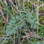 Daucus carota leaf picture by Heribert Hjiakynimaochin (cc-by-sa)