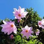 Dahlia imperialis flower picture by Monteiro Henrique (cc-by-sa)