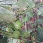 Dioscorea communis fruit picture by beurny (cc-by-sa)