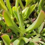 Carpobrotus acinaciformis leaf picture by López Coronel David (cc-by-sa)