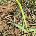 Hordeum pusillum leaf picture by Kendra RaiderNature (cc-by-sa)