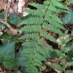 Athyrium filix-femina leaf picture by Pérez Torrado Raúl (cc-by-sa)