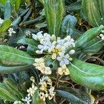 Pittosporum tobira habit picture by Patrice Bracquart (cc-by-sa)