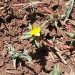 Portulaca quadrifida flower picture by susan brown (cc-by-sa)