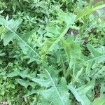 Lactuca serriola leaf picture by laure jacquet (cc-by-sa)