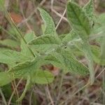 Pulicaria odora leaf picture by Michel Michel MONTEIL (cc-by-sa)