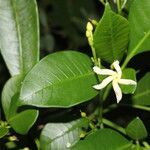 Tabernaemontana alba flower picture by Nelson Zamora Villalobos (cc-by-nc)