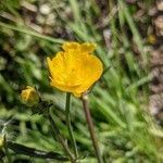 Ranunculus macrophyllus flower picture by Michel AMBROISE (cc-by-sa)