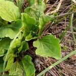 Plantago major leaf picture by Giorgio Fornara (cc-by-sa)