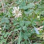 Trifolium repens habit picture by Jean-Marie Frenoux (cc-by-sa)