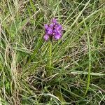 Anacamptis morio habit picture by David Hocken (cc-by-sa)