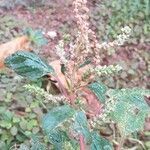 Amaranthus viridis habit picture by Maarten Vanhove (cc-by-sa)