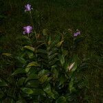 Sobralia warszewiczii habit picture by Nelson Zamora Villalobos (cc-by-nc)