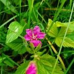 Rubus arcticus flower picture by n Katrin (cc-by-sa)