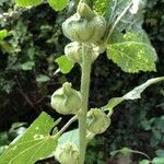 Alcea rosea fruit picture by van Rijnswou Sander (cc-by-sa)