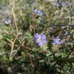 Phacelia distans flower picture by Kyle Ricio (cc-by-sa)