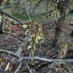 Ulmus laevis flower picture by attila szilvagyi (cc-by-sa)