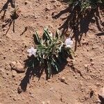 Convolvulus lineatus flower picture by Alberto Lopez (cc-by-sa)