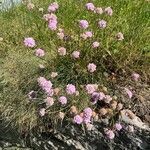 Armeria arenaria habit picture by Marie-Claude Deboin (cc-by-sa)