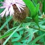 Centaurea rhaetica flower picture by Pietro Brignoli (cc-by-sa)