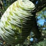 Cedrus atlantica fruit picture by capdevila josep (cc-by-sa)