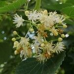 Tilia mongolica flower picture by Dieter Albrecht (cc-by-sa)