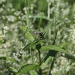 Stachys palustris habit picture by Ugoline Jacquot (cc-by-sa)