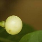 Solanum leucocarpon fruit picture by R. Tournebize (cc-by-sa)