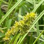 Carex otrubae leaf picture by zh jero (cc-by-sa)