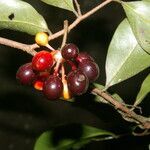 Desmopsis bibracteata fruit picture by Nelson Zamora Villalobos (cc-by-nc)