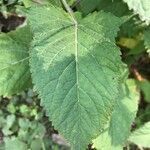 Salvia glutinosa leaf picture by Zioivan Beirut (cc-by-sa)