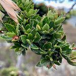 Escallonia myrtilloides leaf picture by Fabien Anthelme (cc-by-sa)