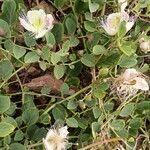 Capparis spinosa flower picture by Encinas Juan (cc-by-sa)