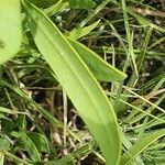 Trichodesma marsabiticum leaf picture by susan brown (cc-by-sa)