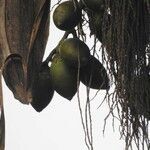 Areca catechu fruit picture by pourani ghosh ghosh (cc-by-sa)