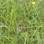 Carex disticha flower picture by Olive Prov (cc-by-sa)