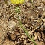 Centaurea sulphurea leaf picture by Schnittler Martin (cc-by-sa)