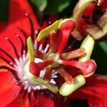 Passiflora miniata flower picture by Schnittler Martin (cc-by-sa)