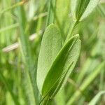 Centaurium pulchellum leaf picture by Manon Bounous (cc-by-sa)