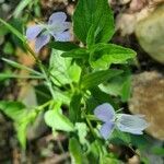 Viola jordanii flower picture by Geneviève Caputo (cc-by-sa)