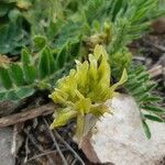 Astragalus nitidiflorus flower picture by Mario (cc-by-sa)