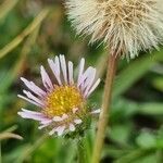 Erigeron alpinus flower picture by Jani Zadrgal (cc-by-sa)